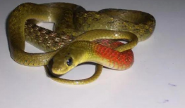 抓蛇视频,捕捉蛇类专家现场抓蛇全过程揭秘