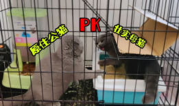 猫打架视频,一场激烈的对决瞬间回顾